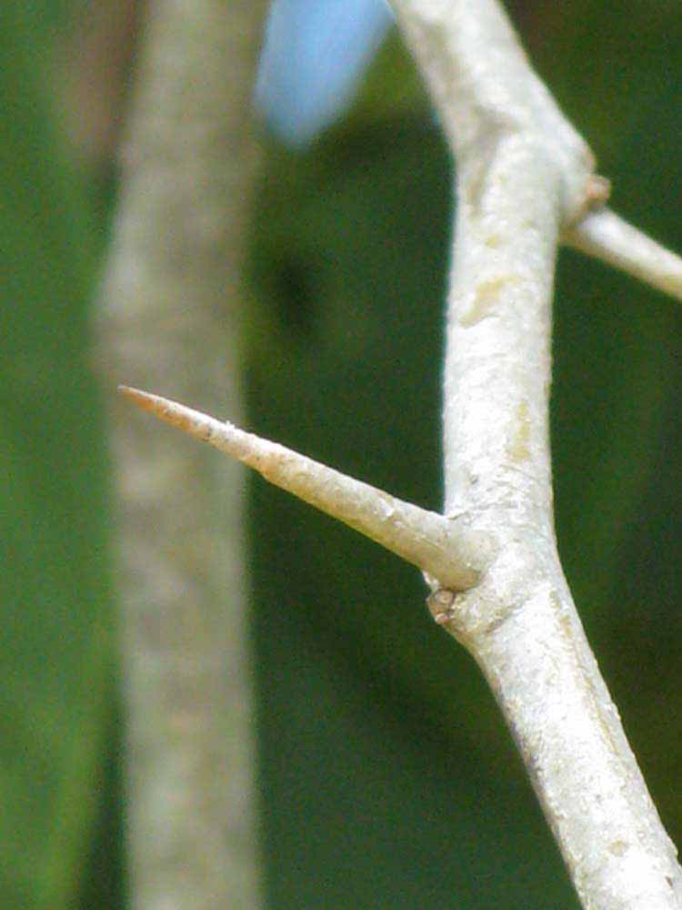            Thorn (Nigerian Powder Flask, Winter Haven, FL)   